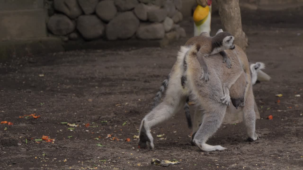 un lémur madre llevando dos lémures bebés en su espalda