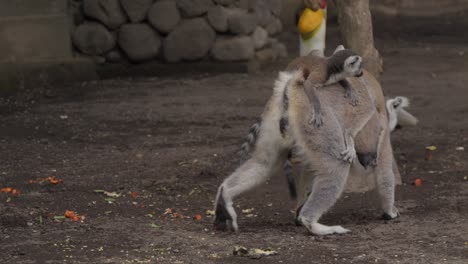 A-mother-lemur-carrying-two-baby-lemurs-on-her-back