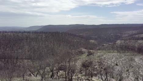 a massive bushfire went threw this forest at blue mountains nationalpark