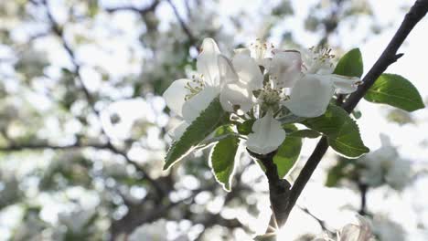 closeup of white fruit tree flowers with bright background out of focus in an orchard