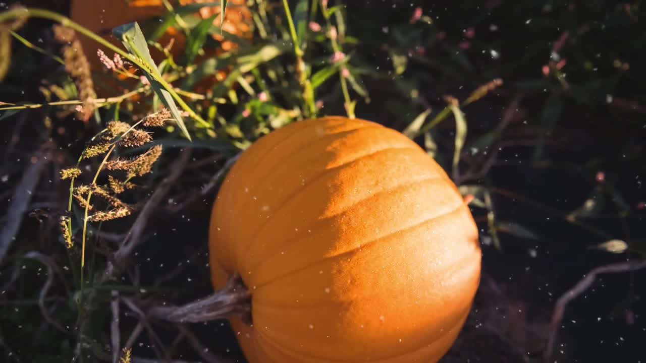 animación de manchas blancas que caen sobre el campo de calabazas