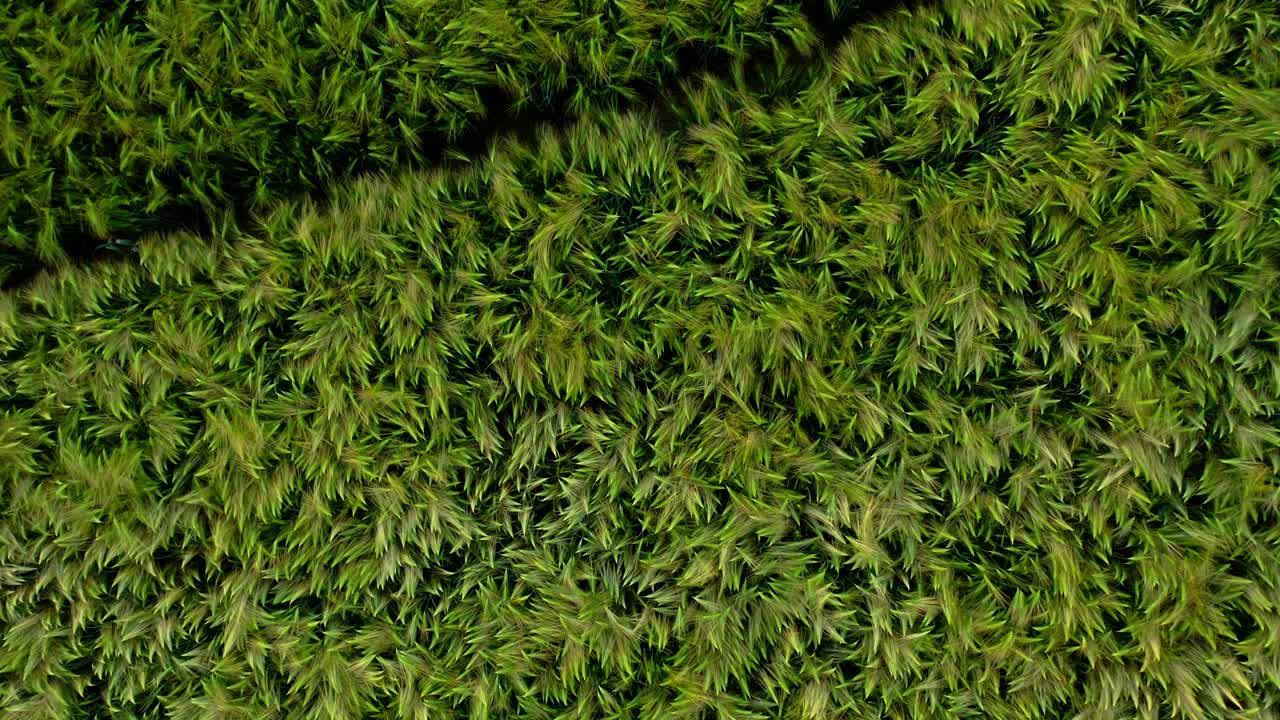 пышная зелень продовольственных культур, растущих на фермерском поле