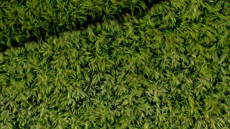 exuberantes cultivos de alimentos verdes que crecen en el campo agrícola