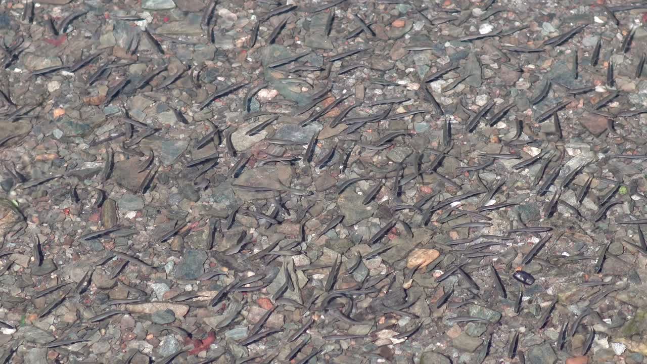 강, 호수의 은 물에서 무리처럼 서식하는 물고기 무리