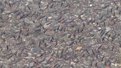 (manada de peces) enjambre en las aguas poco profundas cristalinas de un río, lago