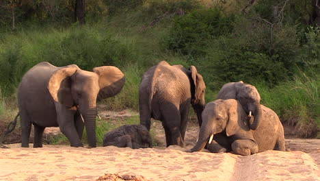 a whole family of elephants play together in a sandy riverbed under the hot african sun