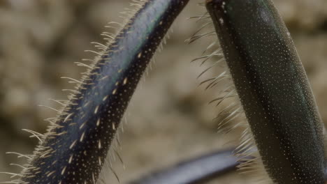 macro shot of an insect's hairy leg