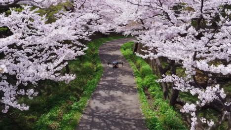 drone flying through a cherry blossom tunnel