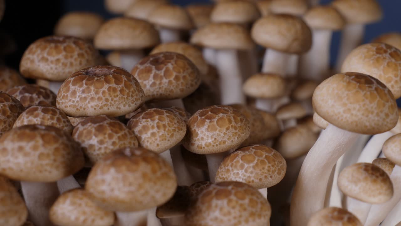 el hongo shimeji marrón, de cerca