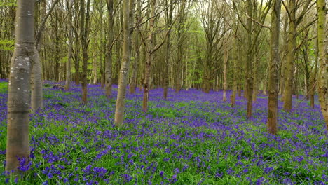 Aerial footage moving slowly head high through a bluebell wood with silver birch trees
