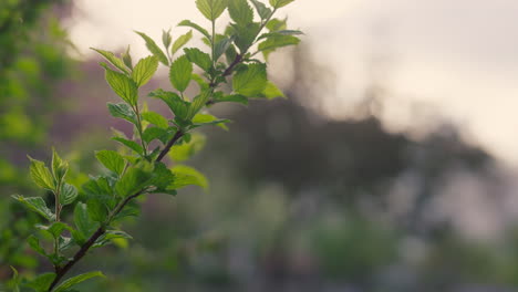 Closeup-view-tree-leafs-on-branch-growing-against-sunset-sky.-Nature-background