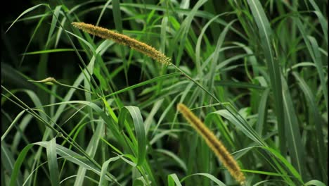 close-up of grass and seeds