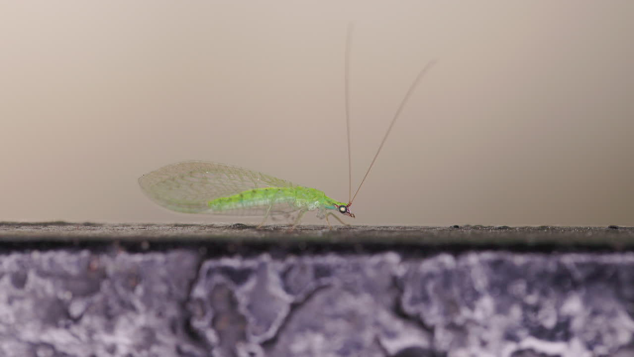 A delicate green lacewing perches gracefully, Macro Insect Wildlife in Natural Light