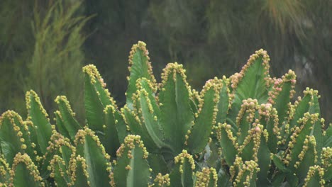 the cactus under the rain is very refreshing feeling and how this dry and hard plant looks when it wet