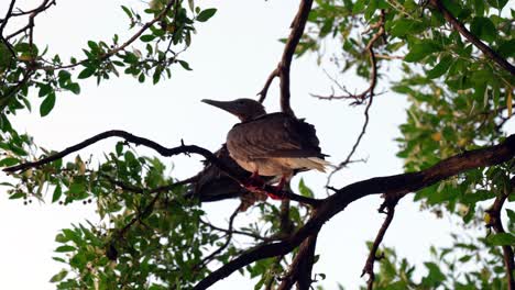 A-red-footed-booby-moves-along-the-branch-of-a-tree-at-sunset-on-Little-Cayman-in-the-Cayman-Islands