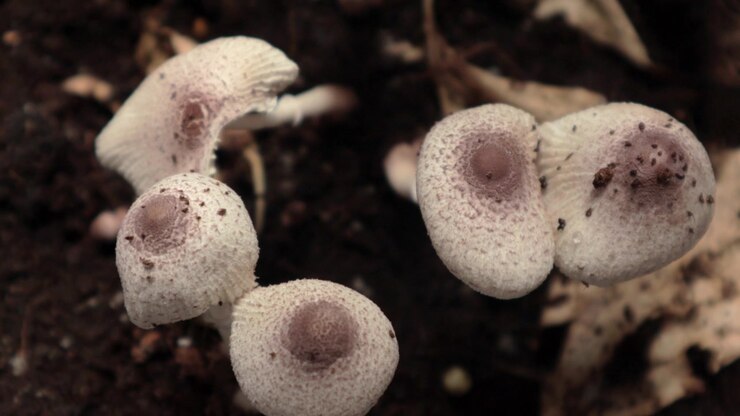 Close UP shots of Lepiota mushrooms Growing in Brown Soil and Dead Leafs