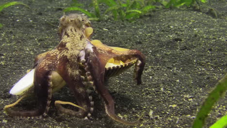 Pulpo-De-Coco-Que-Lleva-Dos-Conchas-De-Moluscos-Usando-Sus-Tentáculos,-Vista-Desde-Atrás