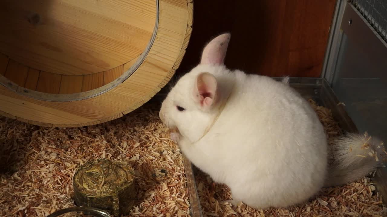 Closeup Of A White Chinchilla Eating Quickly In A Pet Cage
