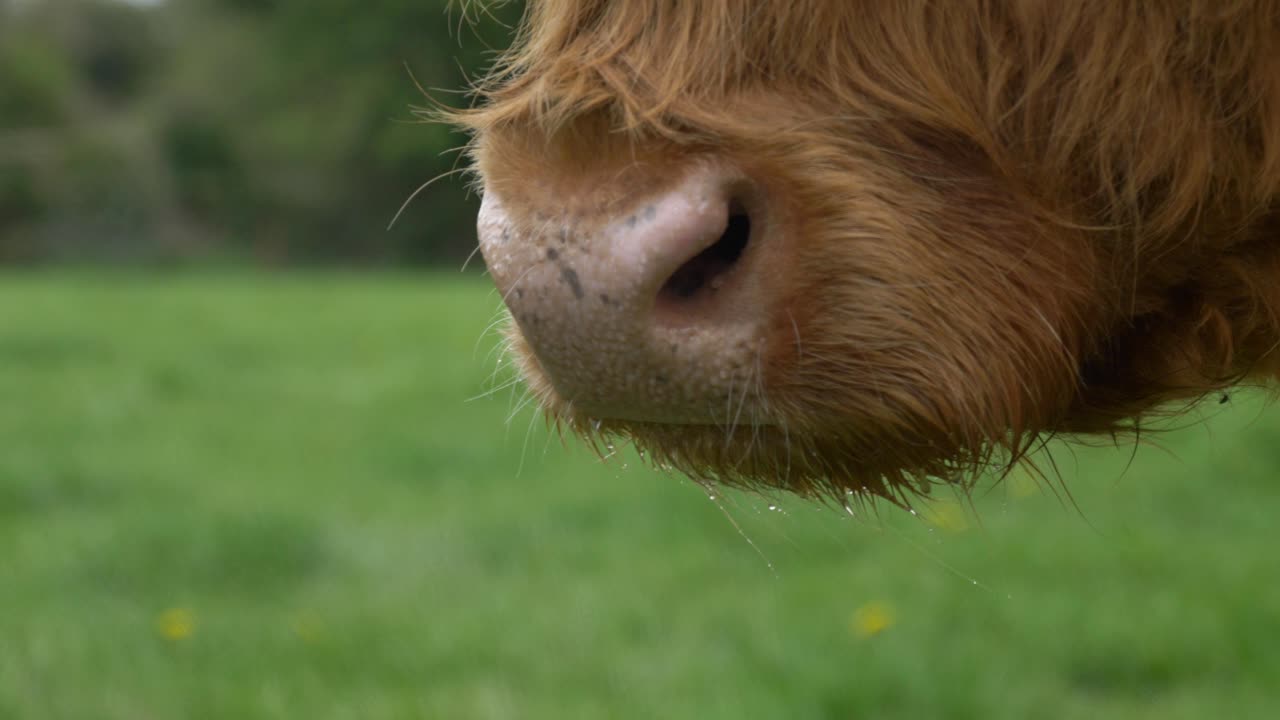 아일랜드 농지, 카운티 라오이, 아일랜드의 푸른 초원에서 슬로우 모션으로 멀리 바라보는 스코틀랜드 하이랜드 암소 총구의 클로즈업