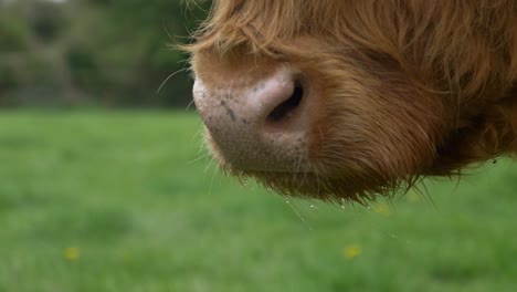 close-up of a scottish highland cow muzzle looking away in slow-motion on the green meadow of irish farmland, county laois, ireland