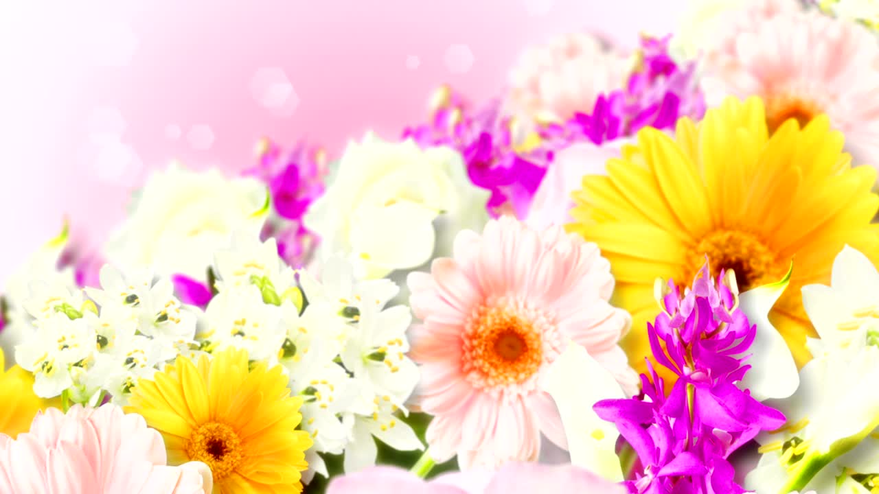 다채로운 꽃, 분홍색 배경, 루프 애니메이션