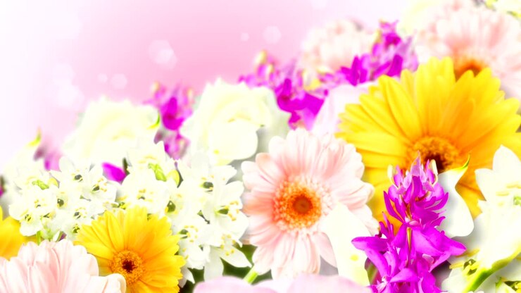 muchas flores de colores, fondo rosa, animación en bucle,