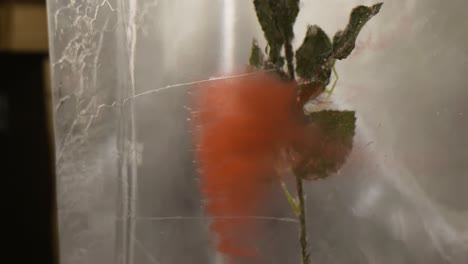 red rose frozen inside ice block, close up romantic atmosphere shot