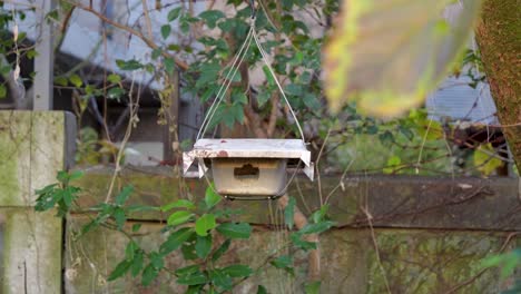 Close-up-of-small-sparrow-flying-to-bird-feeder,-handheld-shot