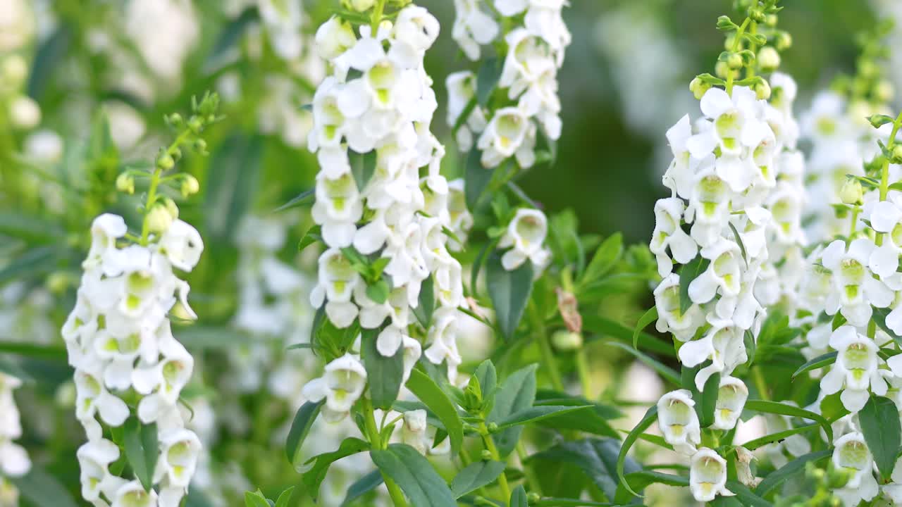 Close-up of white willowleaf angelon flowers gently swaying in breeze