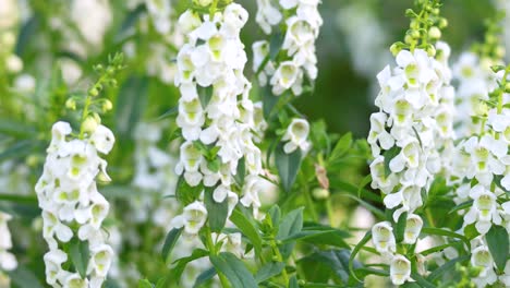 primer plano de las flores de angelón de hoja de sauce blanco balanceándose suavemente en la brisa