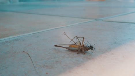 black ant trying to carry dead grasshopper