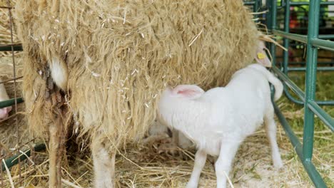 Hungry-young-white-lamb-suckles-milk-from-mother-ewe-sheep-in-enclosure