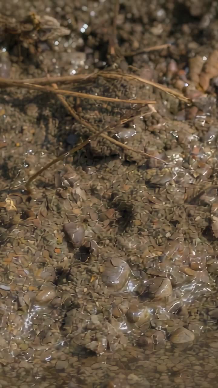 Vertical video: Seeping muddy sediment patch releasing tiny water bursts on marsh edge with pebbles