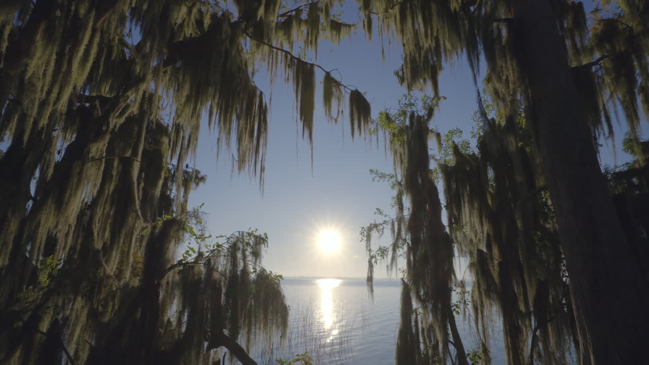 Cypress Tree Spanish Moss Lake Sunrise Tilt