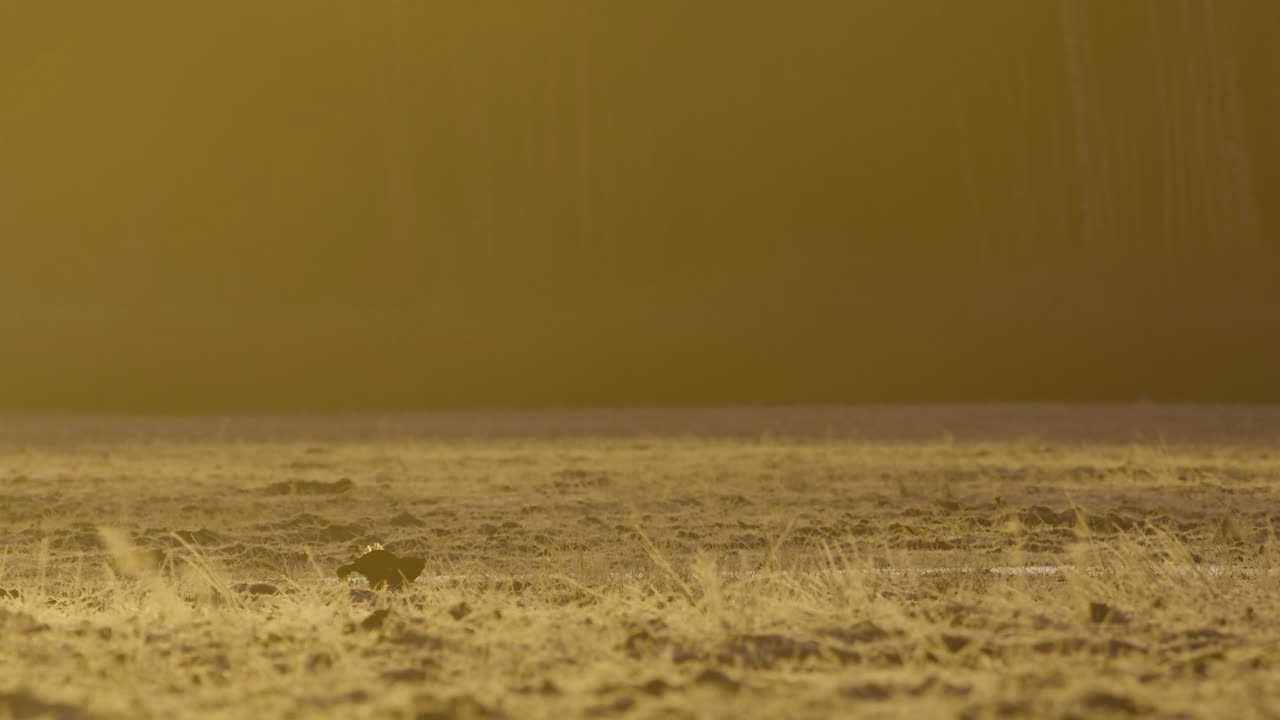 이른 아침에 검은 뇌조 렉