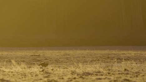 Black-grouse-lek-in-early-morning