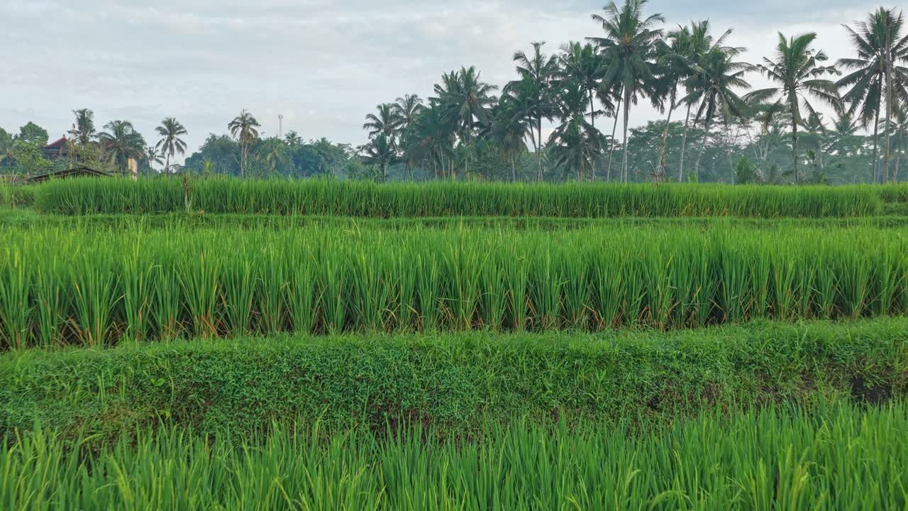 Rigogliosa risaia verde a terrazze a Bali, Indonesia