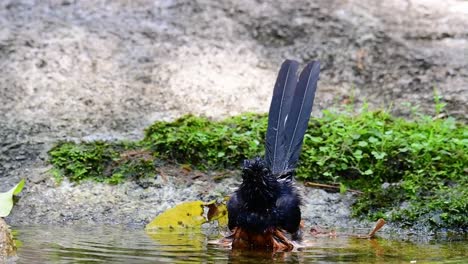 在熱的日子中在森林裡洗澡的白<unk>沙瑪 (copsychus malabaricus),在慢動作中