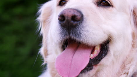 cerca del perro labrador jadeando con la lengua afuera