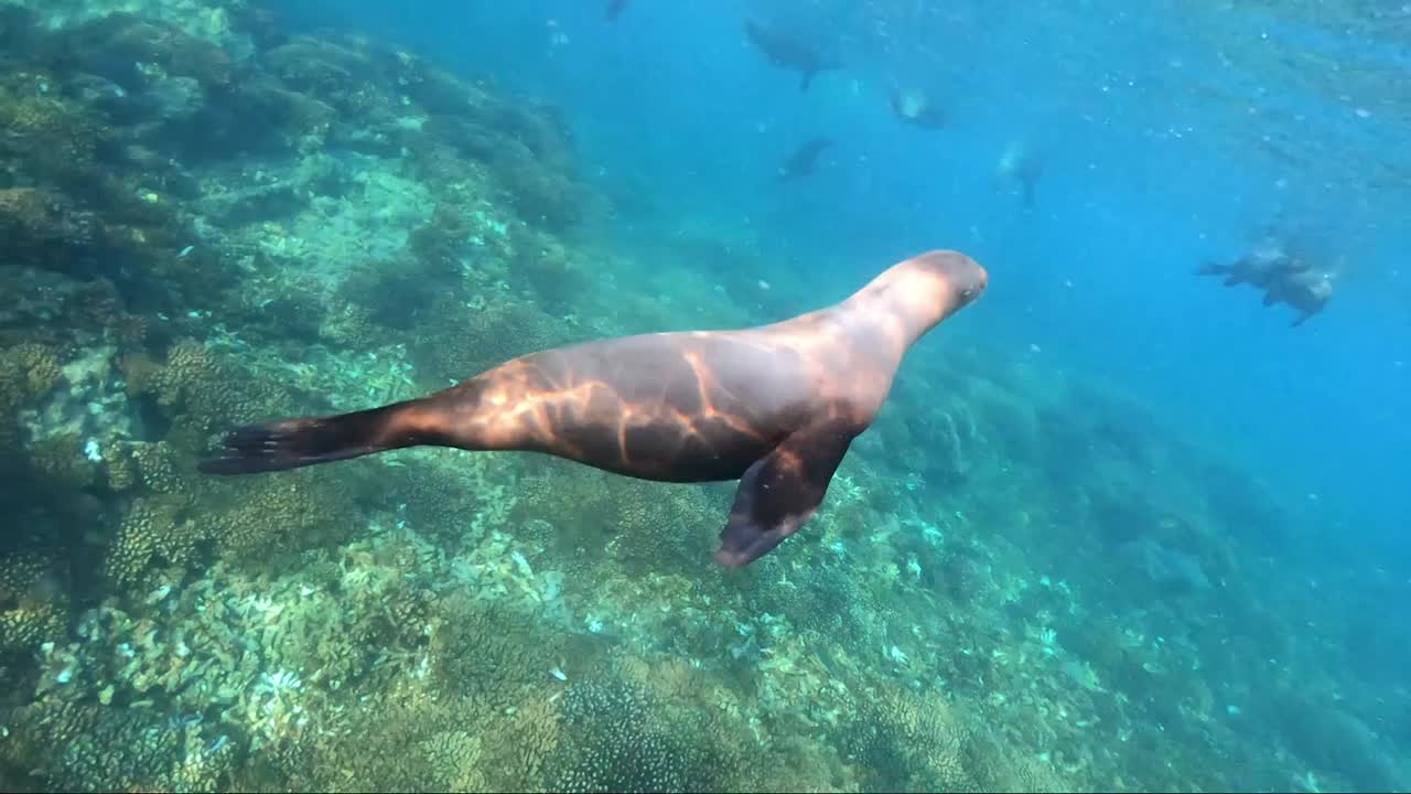 león marino divertido juega con una persona bajo el agua en el mar de cortez