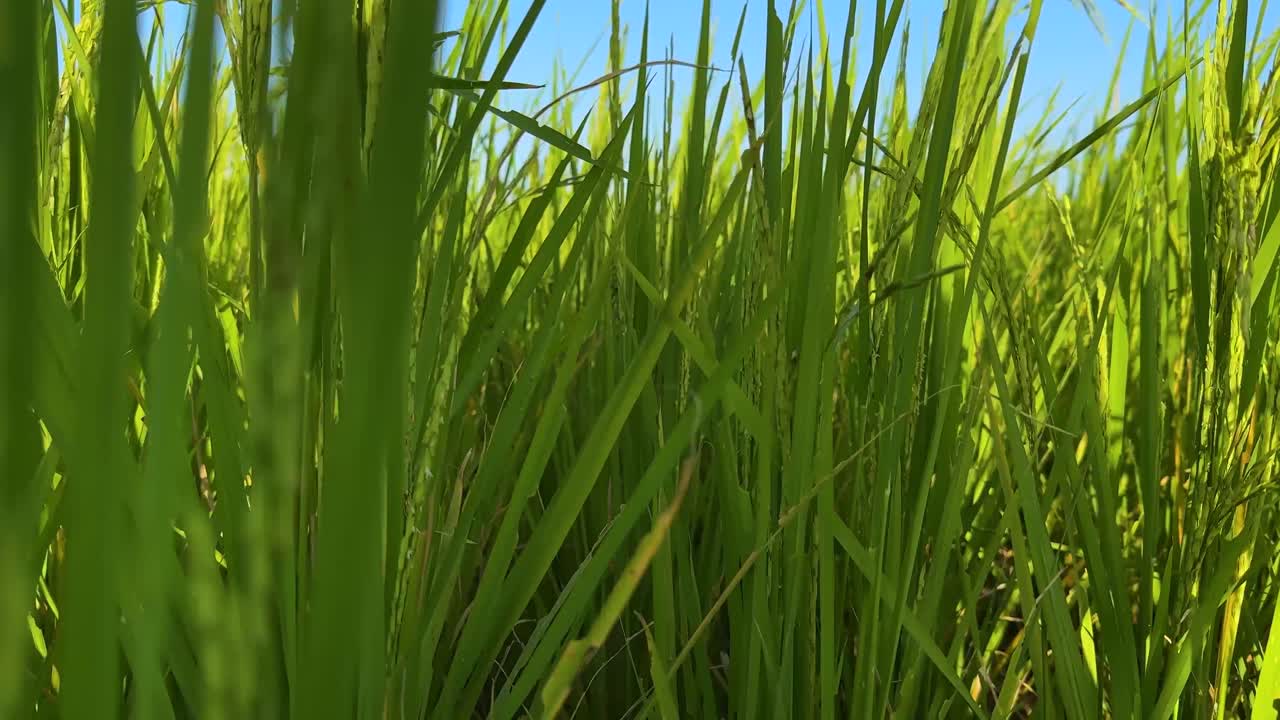 을 날아다니며 착륙 농장 농장 농부 시장 지역 주민은 자연 풍경에 착륙 녹색 언덕 산 숲 아름다운 멋진 풍경 광경 광경 파란 하늘 배경 이란