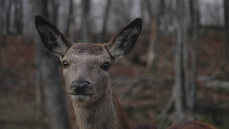 Weibliches-Ferkelhirsch-Im-Wald,-Das-Im-Parc-Omega,-Kanada,-In-Die-Kamera-Blickt---Nahaufnahme