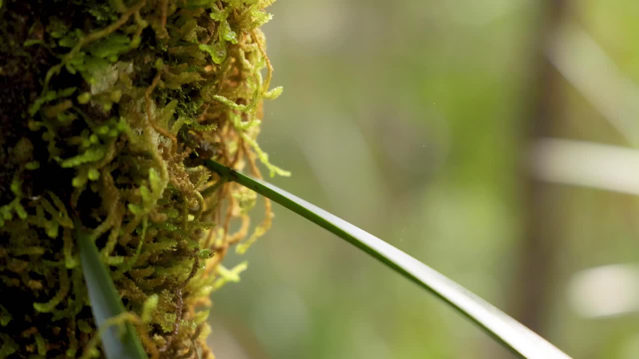 나무 줄기 에 있는 모스 의 클로즈업
