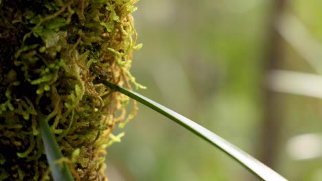 close-up of moss on tree trunk