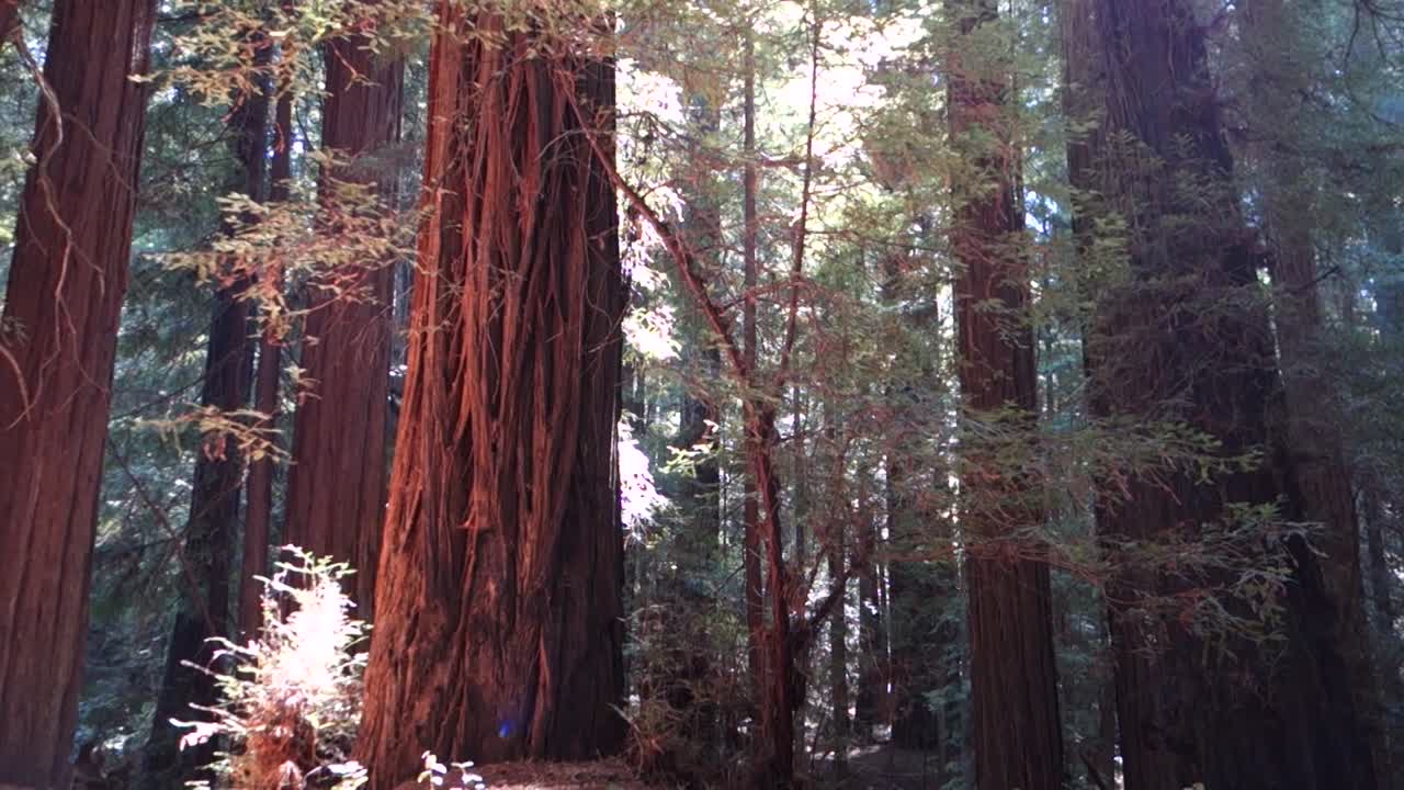 Panoramica e inclinazione verso l'alto attraverso boschetti di sequoie lungo la costa della California o dell'Oregon