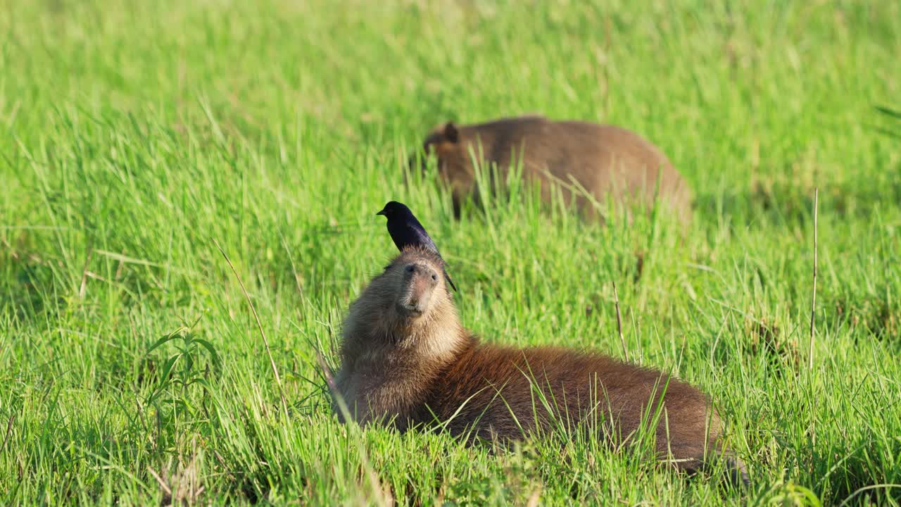 Shiny Cowbird sits firmly on the head of a resting capybara, surrounded by lush tall wetland grass, another capybara grazing in background, Ibera wetlands, Corrientes, Argentina
