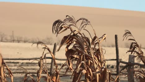 Tallos-De-Cultivo-De-Trigo-Desolados-Balanceándose