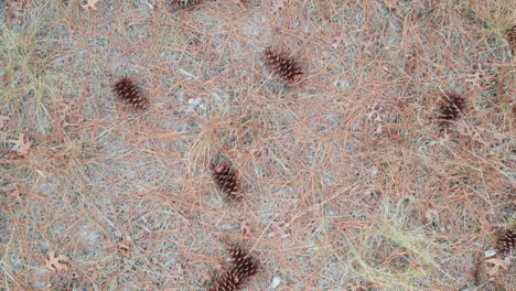 Downward-angle-drone-shot-of-longleaf-pine-forest-floor-in-the-winter