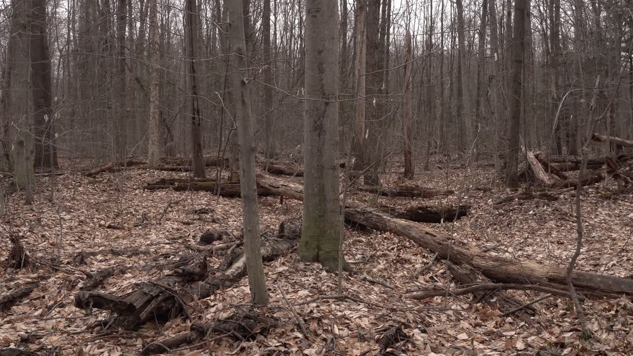 A forest at the beginning of spring with leafless trees stretching endlessly into the distance. On the ground, there are many dead leaves from last autumn.