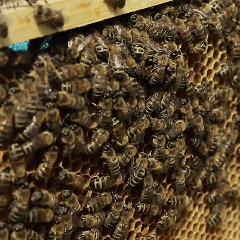 hardworking bees on honeycomb. view of the busy bees on honeycomb